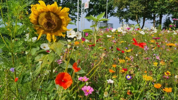 So bunt bl&uuml;ht es in D&ouml;rentrup. - &copy; Nadine Uphoff