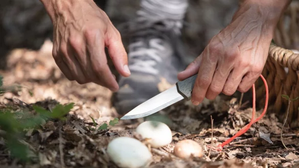 Beim Pilzesammeln ist in den n&auml;chsten Wochen besondere Vorsicht geboten, denn manche Pilze haben giftige Doppelg&auml;nger. - &copy; AOK/hfr.