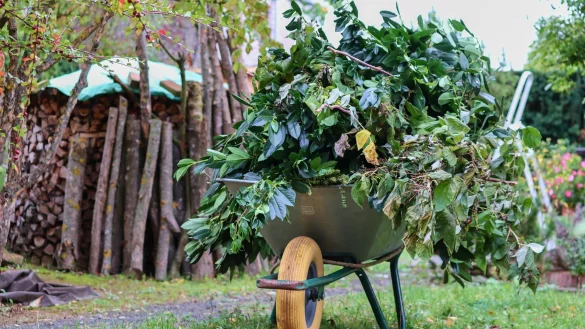 Grünabfall gehört nicht in den Wald. Darauf weist der Nabu hin. 
Foto: Manfred Richter/Pixabay - © Manfred Richter/Pixabay