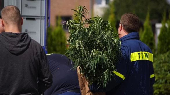 In Leopoldsh&ouml;he wurden gro&szlig;e Cannabispflanzen bei einer Razzia sichergestellt. Auch in Lage war die Polizei erfolgreich. - &copy; Freitag TV