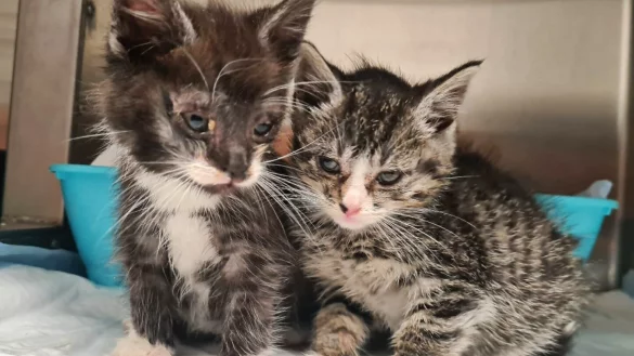 Die Lebenserwartungen von Kitten in menschlicher Obhut sind vierzig Mal so hoch wie die von denen, die auf der Stra&szlig;e leben, sagt der Deutsche Tierschutzbund. - &copy; Tierschutzverein M&uuml;hlhausen u.U. e.V