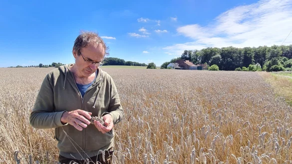 Mitten im Field of Gold: Ulf Allhoff-Cramer muss sich den wunderbar gewachsenen Weizen genauer anschauen um zu sehen: Auch hier scheint der Keimprozess begonnen zu haben - das ist f&uuml;rs Brot backen Gift. - &copy; Marianne Schwarzer