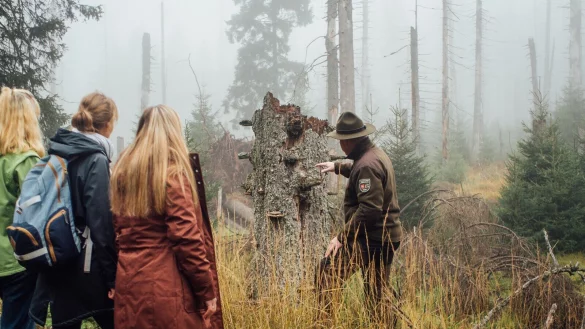 Anfangs hat es im Harz gro&szlig;en Widerstand gegen den Nationalpark gegeben. Inzwischen stieg die Akzeptanz in der Region &ndash; auch weil der Naturtourismus stetig zunimmt. - &copy; Sebastian Berbalk