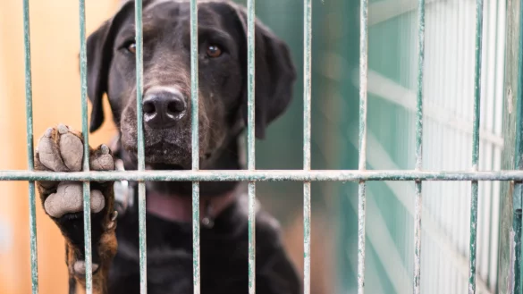 Die Tierheime in Deutschland sind voll mit sogenannten "Corona-Haustieren". Der Tierschutzbund schl&auml;gt Alarm. - &copy; Andreas Arnold/dpa