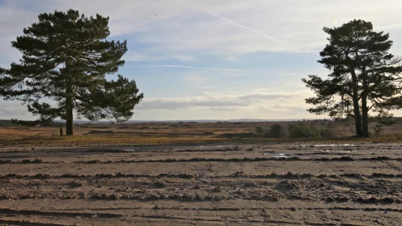 Die Gr&uuml;nen m&ouml;chten einen Nationalpark Senne. CDU, FDP, Freie W&auml;hler und Aufbruch C sind dagegen. Hier zu sehen ist ein Teil der Senne, in dem sich die Spuren der Milit&auml;r&uuml;bungen zeigen. - &copy; Archivfoto: Vera Gerstendorf-Welle