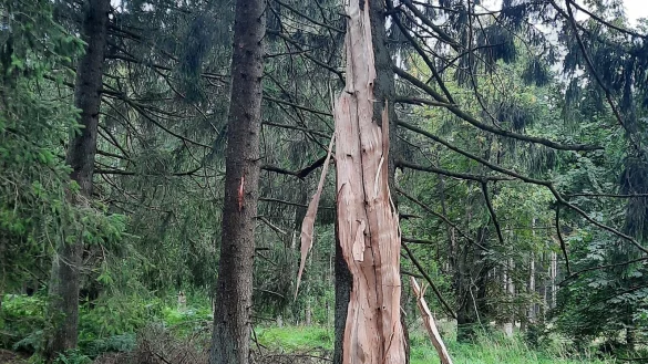 Die Fichte ist regelrecht explodiert. - &copy; Landesverband Lippe