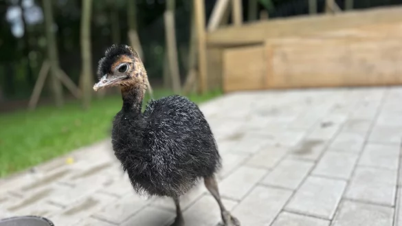 Schwarze K&uuml;ken sind etwas ganz Besonderes. - &copy; Karlotta Hensch