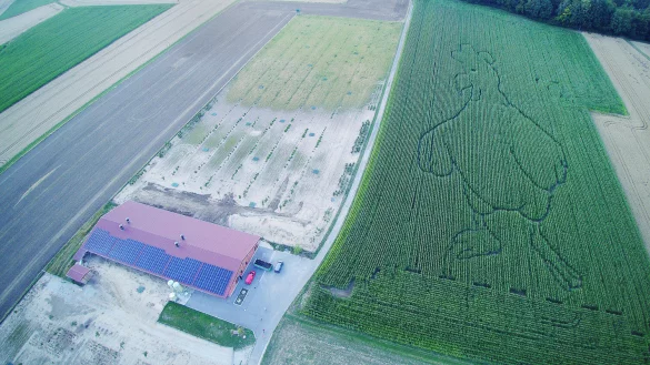 Mit der Drohne sieht man die Dimensionen, links ist der H&uuml;hnerstall, rechts das Maislabyrinth, das am 19. August er&ouml;ffnet wird. Die kleinen H&uuml;hner im Stall ahnen nicht, dass ihr Riesenkumpel in ihrem Futter, dem Mais w&auml;chst. - &copy; Familie Horn