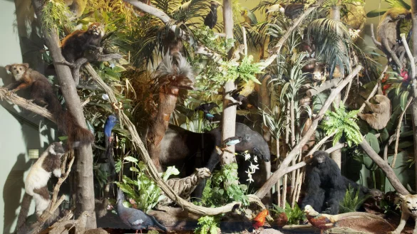 Im Lippischen Landesmuseum kann bei der Familienf&uuml;hrung die "Faszinierende Tierwelt der Regenw&auml;lder" betrachtet werden. Bei den Tieren handelt es sich um Modelle. - &copy; Lippisches Landesmuseum Detmold