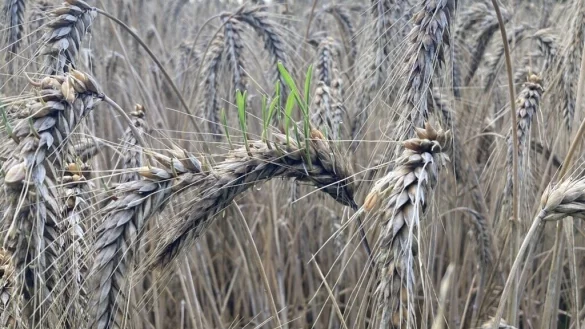 Auswachsendes Getreide: Wenn die reifen K&ouml;rner in der &Auml;hre keimen, sprechen Landwirte vom Auswachsen der K&ouml;rner. - &copy; WLV
