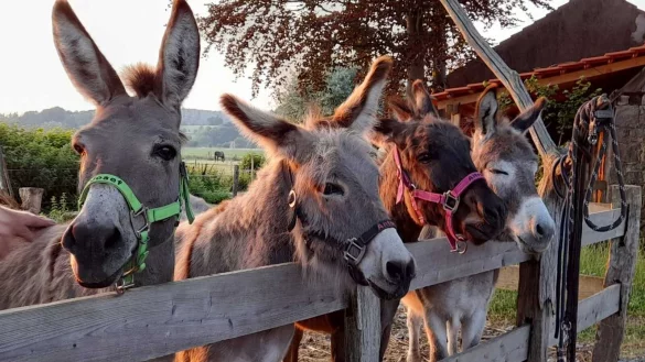 Das Esel-Quartett vom Rosenhof in Fromhausen mit (von links) Josef, Anton, Alfred und Leopold. - &copy; Rosenhof