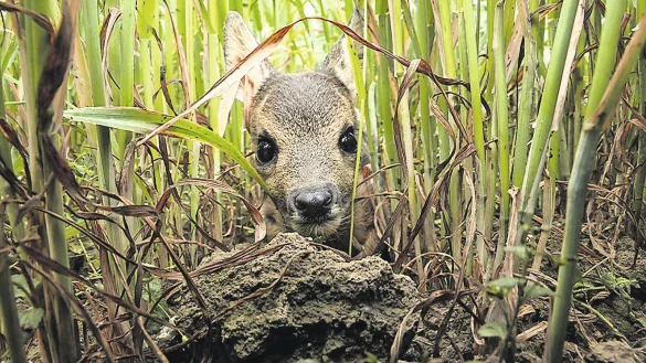 Das junge Rehkitz ist im hohen Gras nicht so leicht zu sehen. Wird das Feld gem&auml;ht, kann das gef&auml;hrlich werden. Foto: Kreis Lippe - &copy; Kreis Lippe