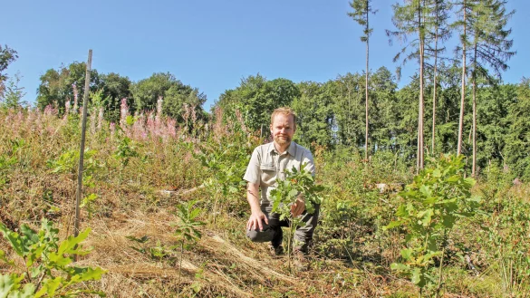 F&ouml;rster Thomas Fritzemeier ist zufrieden mit den hochgewachsenen jungen B&auml;umen im B&uuml;rgerwald Extertal. - &copy; Landesverband Lippe