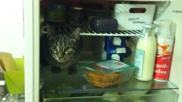 Hauskatze &bdquo;Disko&ldquo; hat Abk&uuml;hlung im K&uuml;hlschrank gesucht. - &copy; Thomas Reineke