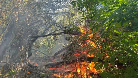Mehre Bäume brennen im Wald. - © Feuerwehr Extertal