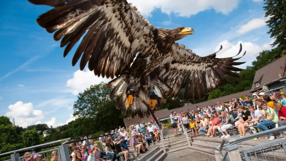 Ein Raubvogel schwingt sich auf der Adlerwarte in die Luft auf. So langsam verzeichnen die toursitischen Ziele wieder mehr Besucher. Dennoch sind die R&auml;uckl&auml;ufe durch Corona extrem. - &copy; Adlerwarte Berlebeck