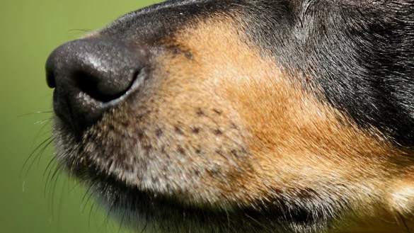 Gegen die Hundespürnase hatten die Flüchtenden in Dörentrup keine Chance. - © Symbolbild Pixabay