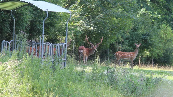 Die Sikawild-Herde in Schwelentrup umfasst zurzeit elf Tiere. - &copy; Jens Rademacher