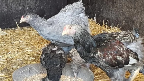 Die H&uuml;hner werden bei Michaela Elsner-Piepho auf dem Land aufgep&auml;ppelt. - &copy; Michaela Elsner-Piepho