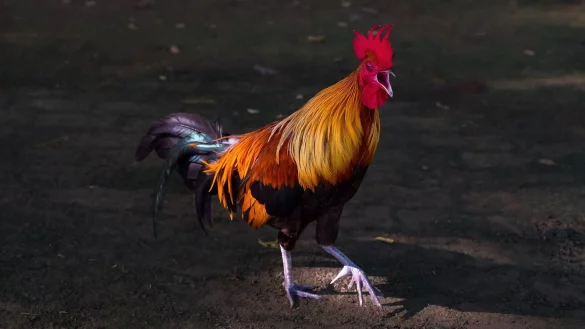 Ein Hahn kr&auml;ht munter drauf los. Ein Artgenosse aus Bad Salzuflen ist schon mehrfach ein Fall f&uuml;rs Amtsgericht Lemgo gewesen. Und in naher Zukunft wird er es wieder sein - &copy; Pixabay