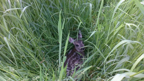 Ein Rehkitz liegt im hohen Gras. Wird jetzt gem&auml;ht, wird es gef&auml;hrlich. - &copy; Andreas Niemeier