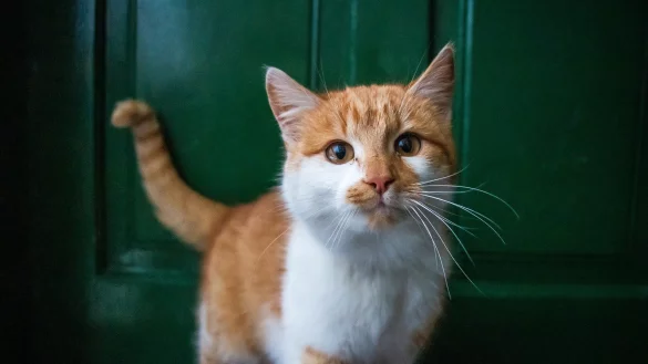 32 Katzen hat ein Paar in Kalletal einfach verwahrlosen lassen - eines der Tiere konnten die Tiersch&uuml;tzer nicht mehr retten. - &copy; Symbolbild: Pixabay