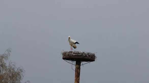 Der Storch auf seinem luftigen Wohnsitz - &copy; J&uuml;rgen Koch