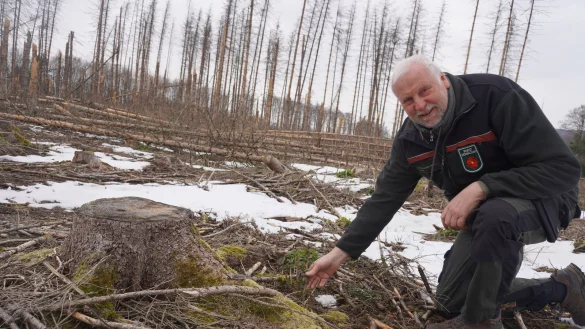 F&ouml;rster Stephan Radeck zeigt junge B&auml;ume, die durch nat&uuml;rliche Verj&uuml;ngung auf dem Eichenberg entstehen. Das Areal geh&ouml;rt zu einer der insgesamt sieben Demonstrationsfl&auml;chen. Dieses Waldst&uuml;ck wurde in seinem absterbendem Zustand belassen. 
 - &copy; Michaela Wei&szlig;e