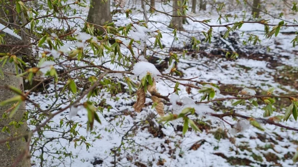 Schnee im Fr&uuml;hling ist zwar auch Wasser, aber die B&ouml;den sind nach wie vor zu trocken. - &copy; Marianne Schwarzer