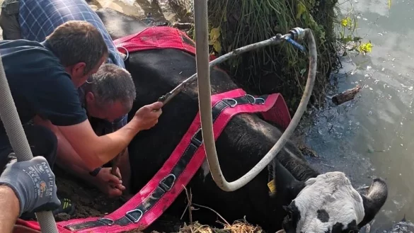Die renitente Kuh sprang gleich zweimal in die Nethe und musste von den Feuerwehren aus Borgentreich und Höxter gerettet werden. - © Feuerwehr Borgentreich