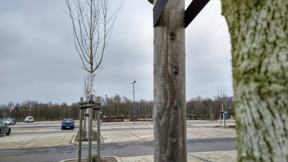 Einige Ersatzpflanzungen sind zuletzt auf dem Parkplatz Werrebogen neben der Realschule I untergekommen. - &copy; Yvonne Glandien