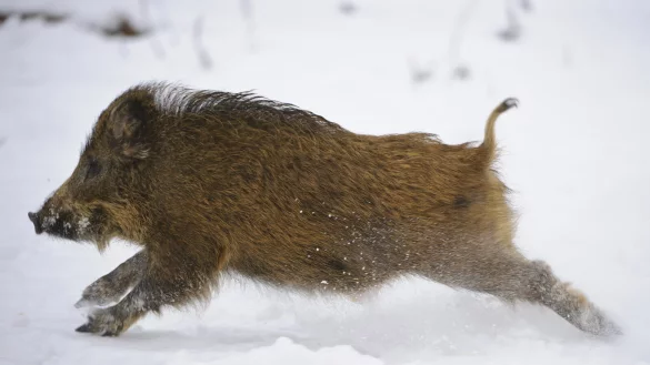 Ein Wildschwein im Schnee. Die Tiere haben genug Kraft, um die Schlingen abzurei&szlig;en. Der Draht zieht sich aber an ihrem Hals eng zusammen.&nbsp; - &copy; Willi Rolfes, Vechta