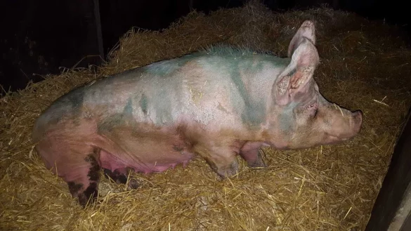 Jolanthe ist in einem schlechten Zustand. - &copy; Unsere H&auml;nde f&uuml;r vier Pfoten