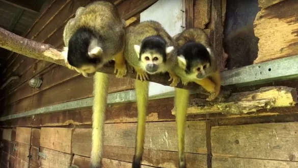 Der Betreiber des Vogelparks hat die betroffene Fl&auml;che bereits 2016 erworben.&nbsp; - &copy; Jannik