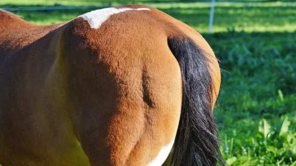 In mehreren St&auml;llen der Region soll es in den vergangenen Wochen zu &auml;hnlichen Vorf&auml;llen gekommen sein. - &copy; Pixabay