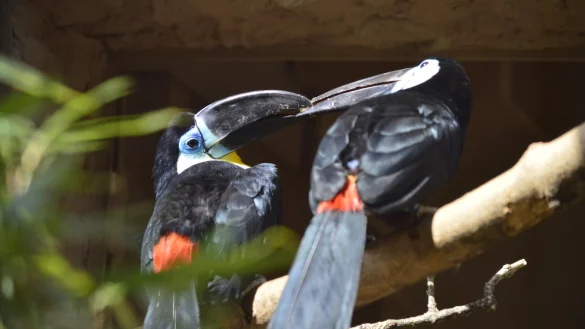 Dottertukan. - &copy; Vogelpark
