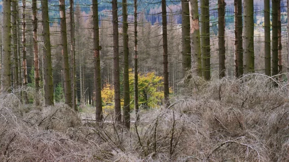Krank, kaputt: In vielen W&auml;ldern auch im Raum Detmold sieht es so aus. - &copy; J&ouml;rg Hagemann