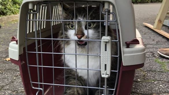 Besitzer gesucht: Diese Katze ist am Donnerstag in Heiligenkirchen gerettet worden. - &copy; Ulrich H&uuml;benthal