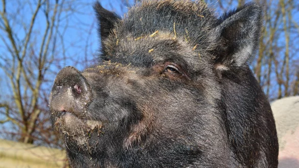 Der Unfallverursacher - &copy; Pixabay