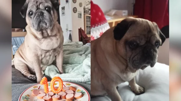 Mops Samson wurde der Ehrentag mit einem W&uuml;rstchen vers&uuml;&szlig;t. In der vergangenen Woche w&auml;re das Familiengl&uuml;ck um ein Haar vorbei gewesen. Besitzer Heiko Wenzel sagt, er habe eine Hundeentf&uuml;hrung gerade noch verhindern k&ouml;nnen. - &copy; Familie Wenzel