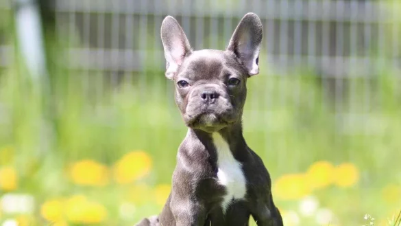 Die kleine Luise hat schon ein neues Zuhause gefunden - sie geh&ouml;rt zu den 30 Vierbeinern, die das Kreisveterin&auml;ramt im M&auml;rz in Obhut genommen haben. - &copy; Tierheim Detmold