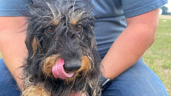 Sichtlich mit sich zufrieden war Rauhaardackel Schr&ouml;der nach seiner Eskapade unter dem Blomberger Flugplatz. - &copy; Dennis Rubart