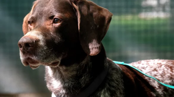 Der elf Jahre alte Deutsch Drahthaar-R&uuml;de "Knut" ist seit Februar im Tierheim G&uuml;tersloh untergebracht, weil sich sein fr&uuml;heres Herrchen wegen Totschlags vor Gericht verantworten muss. - &copy; Andreas Fr&uuml;cht