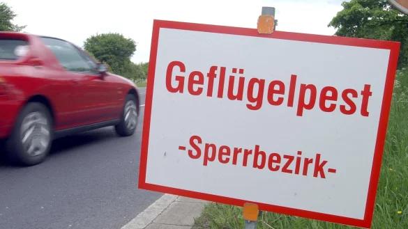 Zum ersten Mal in diesem Winter wurde in Nordrhein-Westfalen die Vogelgrippe nachgewiesen - auf einem Hof im Kreis G&uuml;tersloh. - &copy; mul/dt