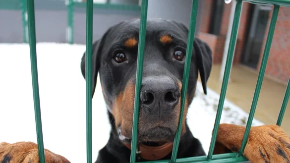 Rottweiler Loki ist einer von gut 30 Hunden im Tierheim Bielefeld. - &copy; Lukas Brekenkamp