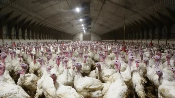 In diesem Mastbetrieb in G&uuml;tersloh erhalten nach Angaben der Organisation Aninova rund 10.000 Tiere massenweise Antibiotika. - &copy; Aninova