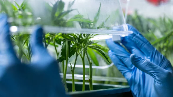 Zum 1. April soll f&uuml;r Erwachsene der Besitz und Eigenanbau gewisser Mengen an Cannabis erlaubt werden. - &copy; dpa