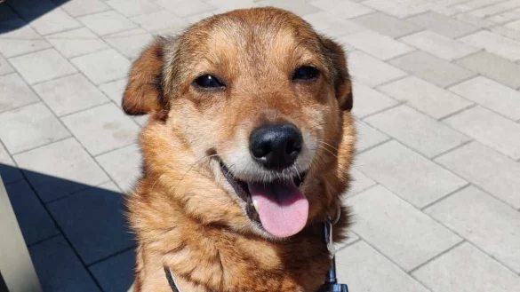 Die Mischlingsh&uuml;ndin Estrella ist im Juni dieses Jahres entlaufen. Das Tierheim Detmold sowie zahlreiche Freiwillige haben mit mehreren Suchaktionen nach ihr gesucht. - &copy; Tierheim Detmold