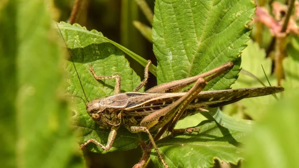 Die Westliche Bei&szlig;schrecke war in Lippe noch nicht nachgewiesen, bis R&uuml;diger Haase sie auf der Wiese im Blomberger Saulsiek entdeckt hat. Ihren Lebensraum und den ihrer sprunghaften Schwestern m&ouml;chten die Aktivisten des Nabu Blomberg retten. - &copy; R&uuml;diger Haase