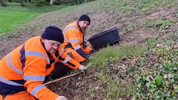 So pflegeintensive Maßnahmen wie der Generalangriff von Gärtner Michael Rhein (links) vom städtischen Bauhof und seinem Kollege Christian Joneleit im Frühjahr gegen das Unkraut am Hang des Nelkenparks sollten wohl die Ausnahme sein. Die Stadt will den Bauhof effizienter gestalten. - © Marianne Schwarzer